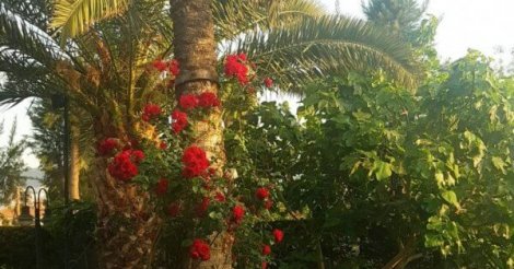 Narlıdere Sahilevleri 4 oda 4 banyolu köşe konumlu villa