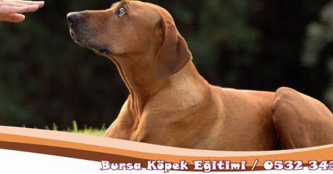 Köpek Eğitimi