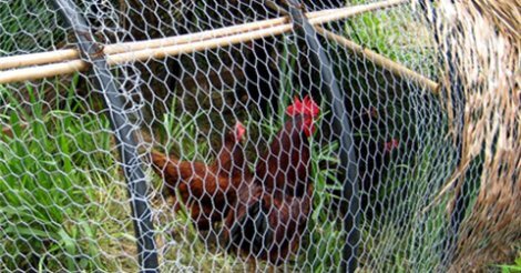 Chicken wire Mesh Size & Guage