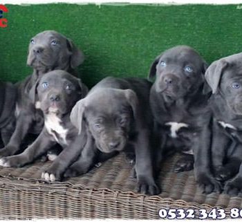 Satılık Cane Corso Yavruları