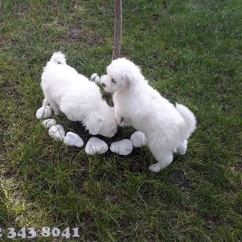 Maltese Terrier Teacup