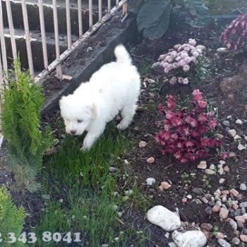 Maltese Terrier Teacup