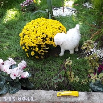 Maltese Terrier Teacup