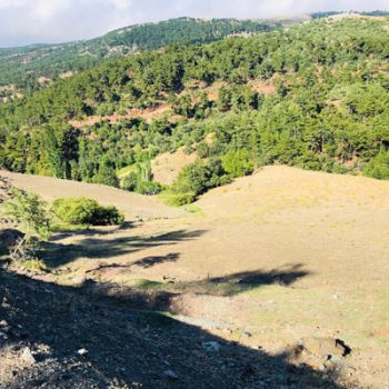 Manisa Akhisar Hanpaşa Köyün'de Arazi