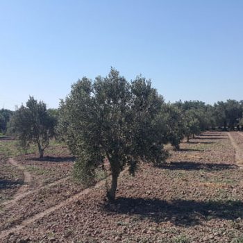 Manisa Akhisar Hazır Zeytin Bahçesi