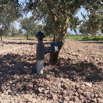 Manisa Akhisar Hazır Zeytin Bahçesi