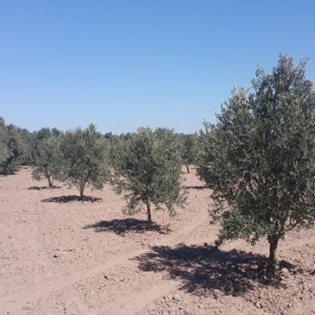 Manisa Akhisar Hazır Zeytin Bahçesi