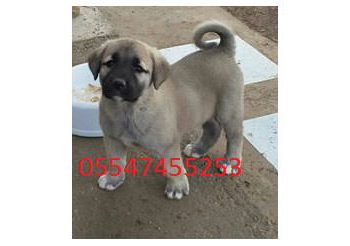 Satılık Kangal |  Diriliş Kangal Köpek Çiftliği