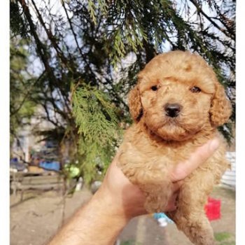 Toy Poodle