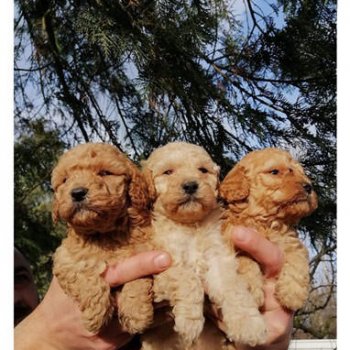 Toy Poodle