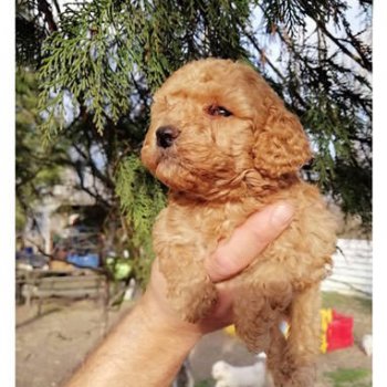 Toy Poodle