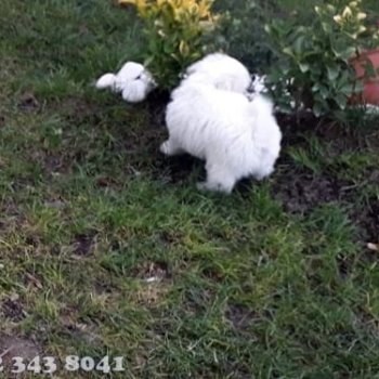 Maltese Terrier