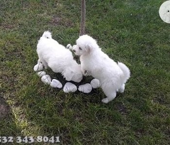 Maltese Terrier