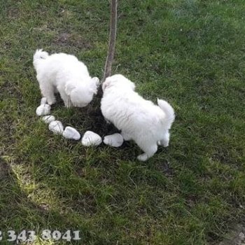 Maltese Terrier