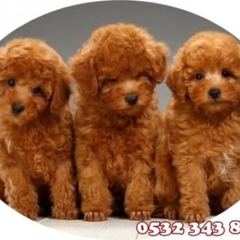 Toy Poodle Fiyatları Yavruları