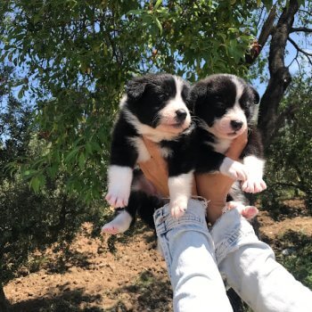 Border Collie Yavruları