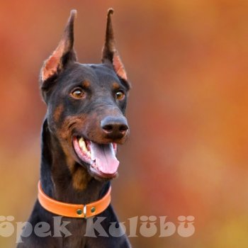 Doberman Yavrusu