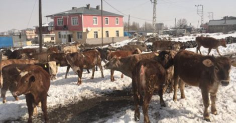 Kars Erdoğdu Hayvancılık ve Besicilik