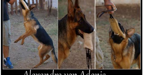 Argos Bursa Köpek Eğitim Merkezi