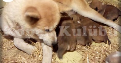 Akita İnu