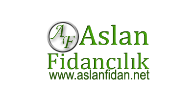 Aslan Fidancılık