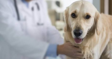 Bilgin Veteriner Kliniği