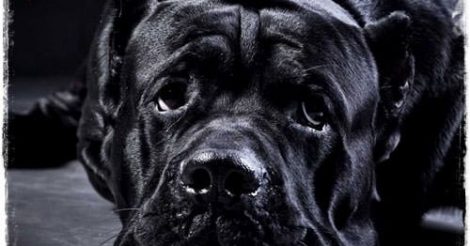 Cane Corso Yavru