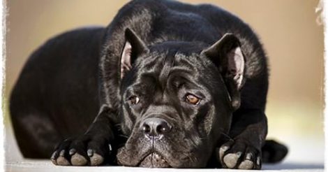 Cane Corso Yavru