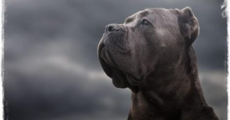 Cane Corso Yavru