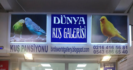 Dünya Kuş Galerisi