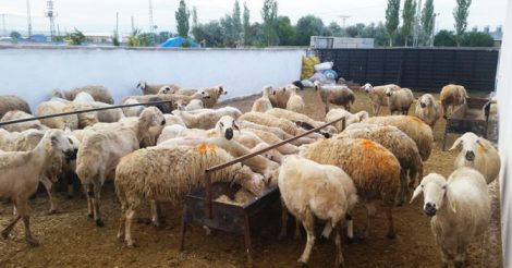 Adakcı Reşit | Kayseri Adaklık Kurbanlık