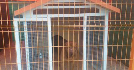 Loyal Friend | Köpek Oteli ve Eğitimi