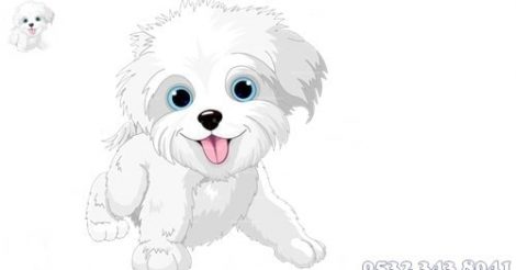 Maltese Terrier