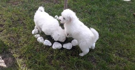 Maltese Terrier