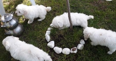 Maltese Terrier