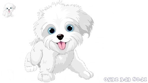 Maltese Terrier