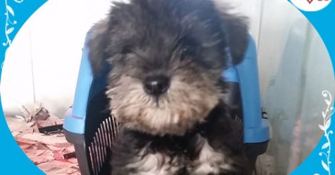 Minyatür Schnauzer