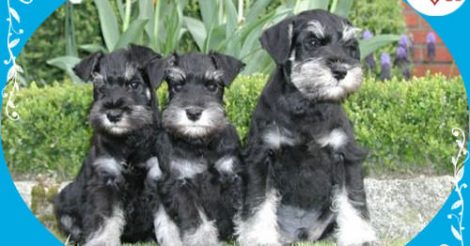 Minyatür Schnauzer