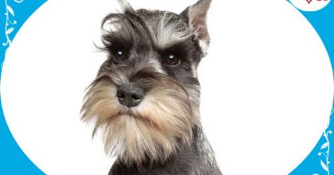 Minyatür Schnauzer