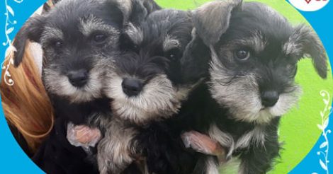 Minyatür Schnauzer