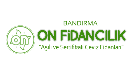 On Fidancılık