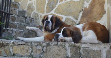 Saint Bernard