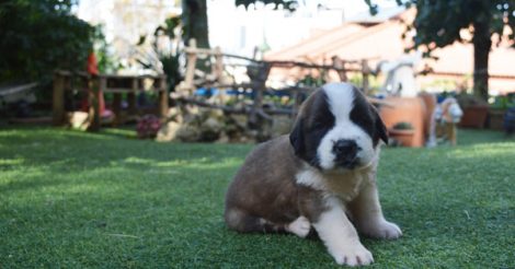 Saint Bernard