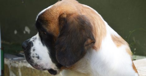 Saint Bernard