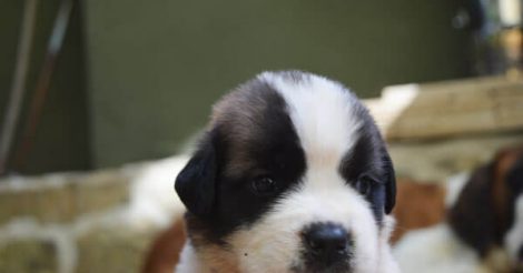 Saint Bernard