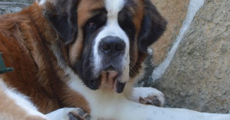 Saint Bernard