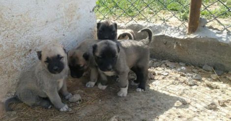 Sivas Altınyayla Kangal Üretim Çiftliği