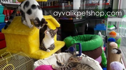 Ayvalık Pet Shop