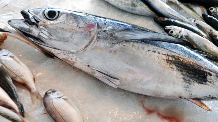 Senegal'de Türk Balık ve Su Ürünleri Şirketleri