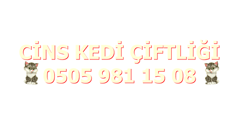 Cins Kedi Çiftliği